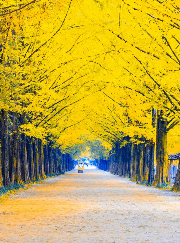 Walkway among tree tunnel in the autumn season, South Korea or Republic of Korea