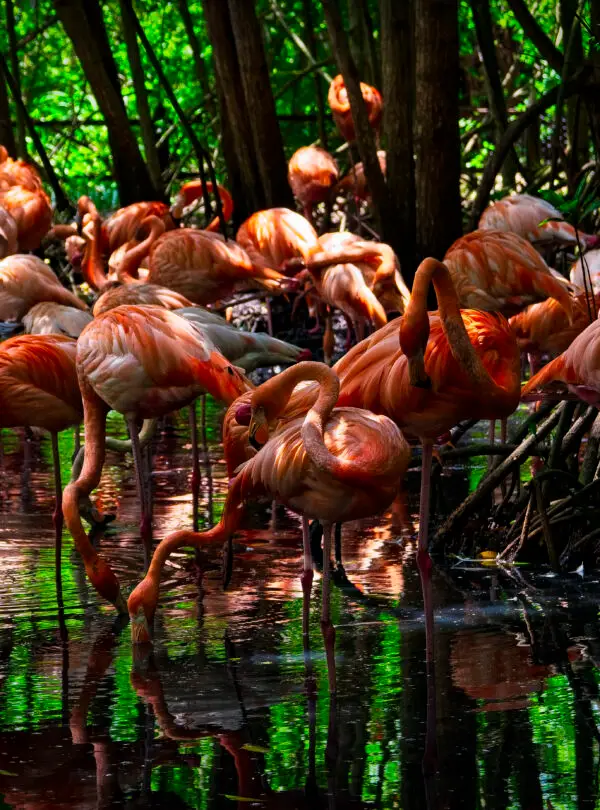 A beautiful capture of flamingos at Baru Island, Cartagena, Colombia