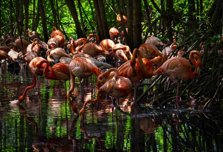 A beautiful capture of flamingos at Baru Island, Cartagena, Colombia